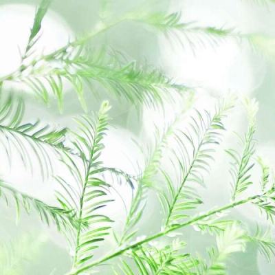 舰姬台服下载